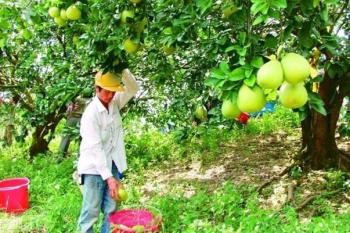 台当局对台文旦柚输入大陆说三道四 抹黑炒作遭批