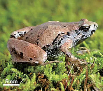 安徽发现蛙类新种大别山姬蛙 曾被误认为合征姬蛙