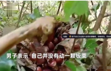 男子在丛林中发现一堆板栗