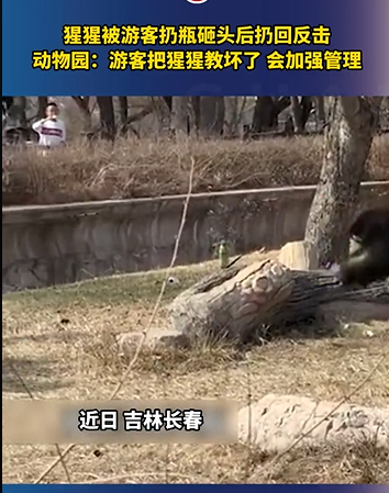 游客扔瓶子砸猩猩被反击 猩猩：让我看看哪个狗扔的我  