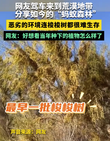 好想看當(dāng)年種下的植物怎么樣了 網(wǎng)友分享“螞蟻森林”現(xiàn)狀