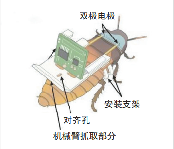 科学家研发出机械蟑螂助力地震救援 昆虫变身“半机械人”