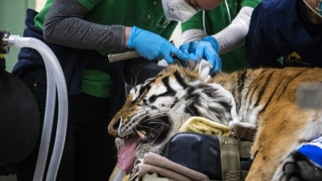 Tiger in Chicago-area zoo undergoes second hip surgery