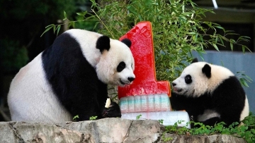 Giant panda born at Washington zoo celebrates first birthday