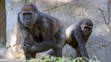 Ape at San Diego park improving after virus antibody therapy