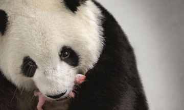 德国出生的首对大熊猫宝宝正“茁壮成长” Berlin's twin panda newborns develop "magnificently"