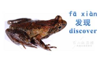 New frog species found in East China