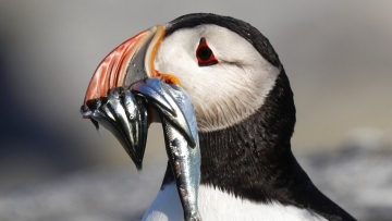 Puffin stuff: Herring rules could boost funny-looking bird