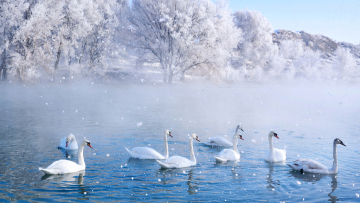 公园员工给候鸟投喂“爱心粮” Park staff feeds migratory birds in harsh winter