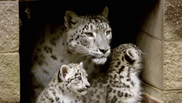 Snow leopard known for her 7 healthy cubs dies after cancer