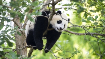 Giant panda cub debuts in America