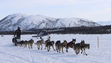 Dog-sled races in Alaska