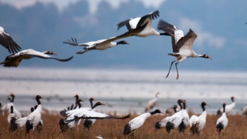 Black-necked cranes seek sanctuary in Guizhou