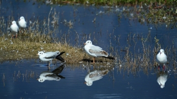Black-headed gulls splash down at southwest China wetlands