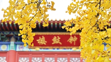 Shanghai's 'Gingko Queen' worth its weight in gold