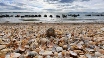Stunning seashell coast in east China fishing village