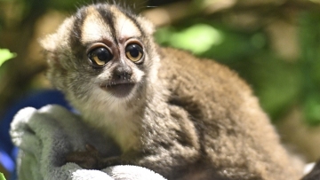 Baby night monkey makes public debut at Chinese safari