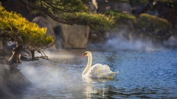 Swans enjoy winter in Beijing
