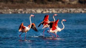 Flamingos dance on water in China's 'Dead Sea'