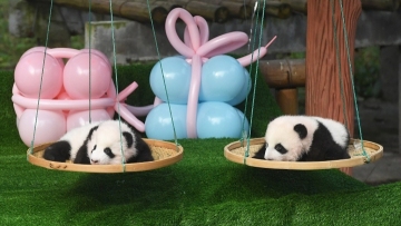 Chongqing's panda twins hit 100-day milestone