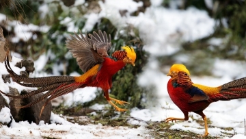 Golden pheasants forage in the snow