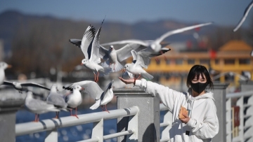 Seasonal bird visitors of China's 'Spring City' amuse local residents in winter