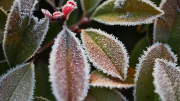 Freezing weather brings frost to plants in east China