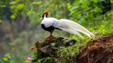 Silver pheasants seen in east China