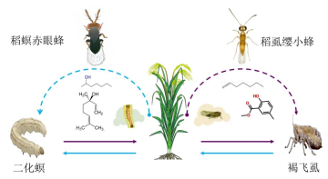 害虫也会合作  研究揭开二化螟和褐飞虱互利策略
