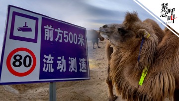 重访阿拉善车祸事发地 ：骆驼佩戴反光条 路两侧将设防护网