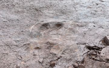 广东肇庆首次发现恐龙遗迹，系一初中生最初发现