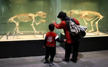 熊猫时代展览今日开幕，近90件珍稀化石等标本参展