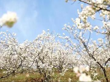 美如画卷！航拍湖北襄阳万亩樱桃花迎春盛开