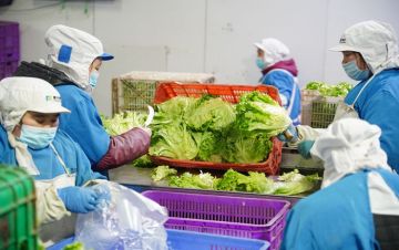 平谷马坊物流基地：每天近300种外埠蔬菜集中进京