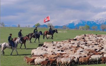 新疆伊犁：移民管理警察护送羊群转场