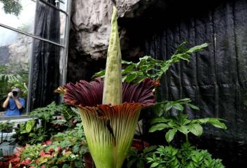 珍稀植物巨魔芋在国家植物园开花