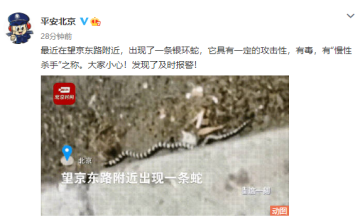 北京望京东路出现银环蛇 警方：发现请及时报警