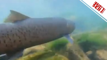 科研人员拍下极度濒危川陕哲罗鲑珍贵画面