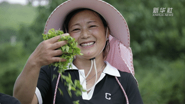 微纪录片丨贵州思南生态茶绿了山川富了民
