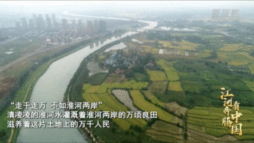 江河奔腾看中国·淮河行丨淮河芡实塘里的致富路