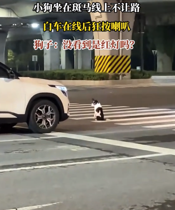 小狗坐在斑馬線上不讓路，白車在線后狂按喇叭