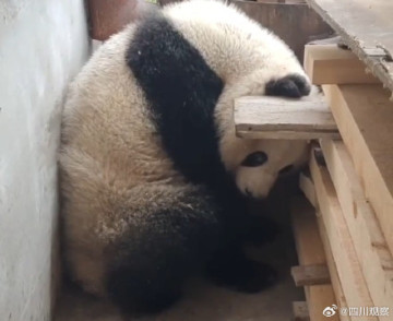 野生大熊猫疑似生病频频现身陕西一村庄，目前已被救助