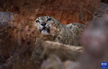 西藏摄影师成功拍到野外雪豹珍贵影像