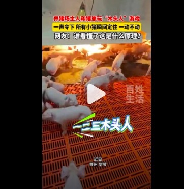 猪竟然这么聪明吗？