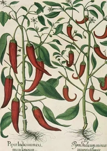 巴西利乌斯·贝斯勒的《艾西斯特的花园》中的红辣椒，手工上色版画，1613年。（《不散的筵席：艺术中的饮食文化史》内页插图）