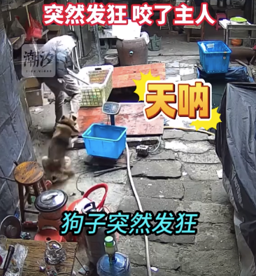 魚(yú)兒跳出池子 主人剛要撿走被護(hù)食的狗子咬了