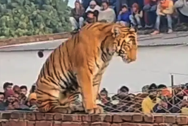 印度一老虎进村后骑墙头引来全村人围观，房顶都站满了