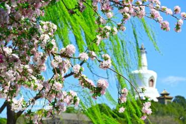 北京北海公园海棠花开