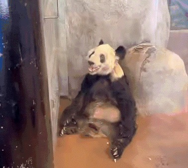 泪目！丫丫走到一直陪伴它的华人身边缓缓躺下 丫丫仿佛明白谁是它家人！