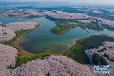 Bunga Sakura Berkembang Mekar di Guizhou